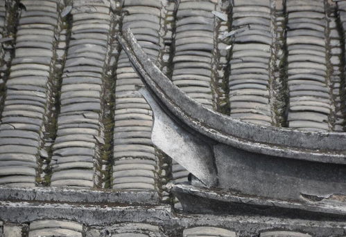 瓦片 傳統建筑中的守護者與美學符號